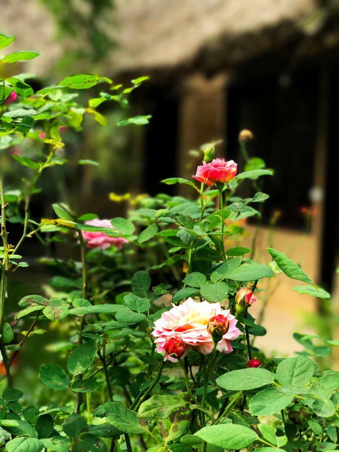 May Homestay - Tam Coc Local Village Ninh Binh Eksteriør billede